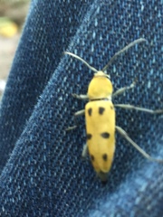 Chlorophorus glabromaculatus