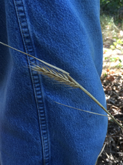 Elymus virginicus virginicus