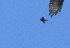 Hirundapus giganteus