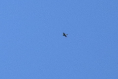 Hirundapus giganteus