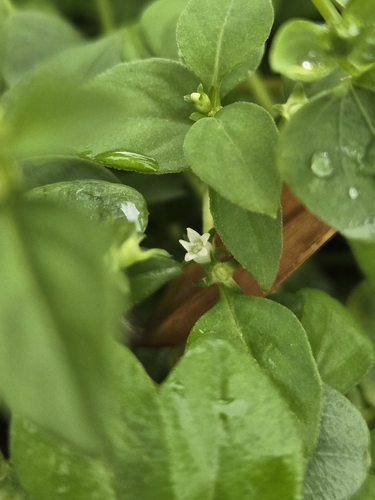 Tamra starviolet (Neanotis hirsuta)