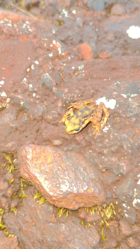 Western Nimba Toad