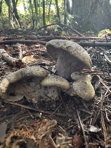 Neoalbatrellus caeruleoporus