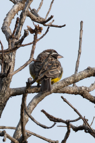Cabanis's Bunting (Emberiza cabanisi), photo 7