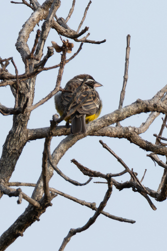 Cabanis's Bunting (Emberiza cabanisi), photo 6