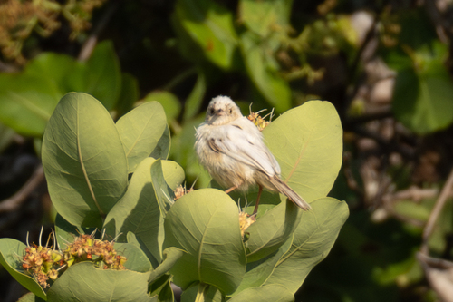 Red-winged Prinia (Prinia erythroptera), photo 6