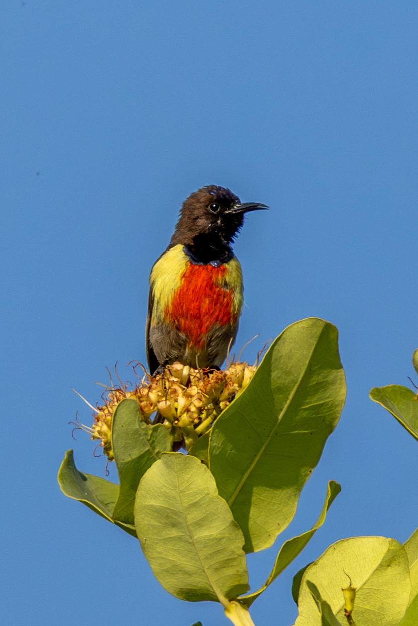 Anchieta's Sunbird (Anthreptes anchietae), photo 1