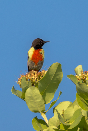 Anchieta's Sunbird (Anthreptes anchietae), photo 2