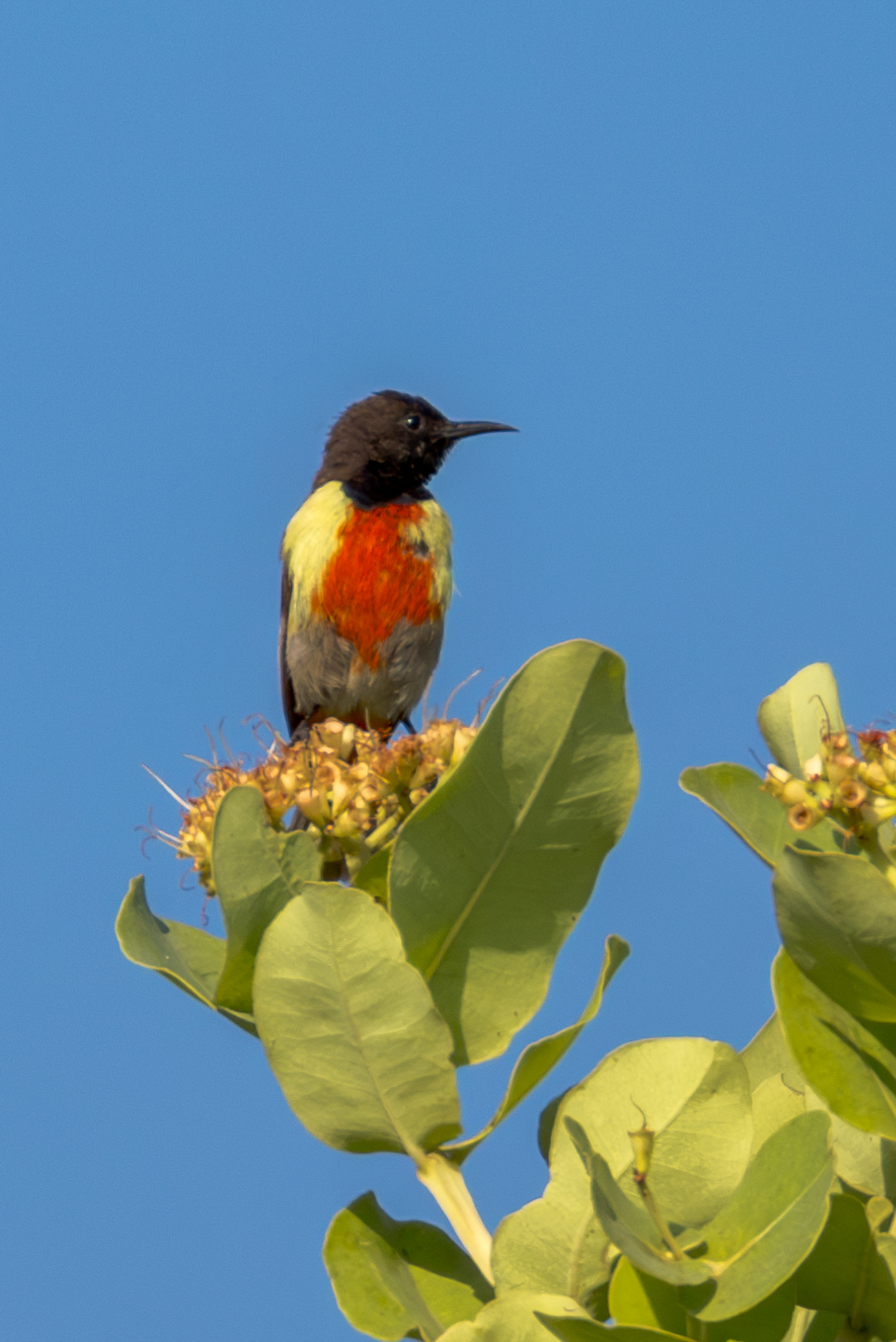 Anchieta's Sunbird (Anthreptes anchietae), photo 2