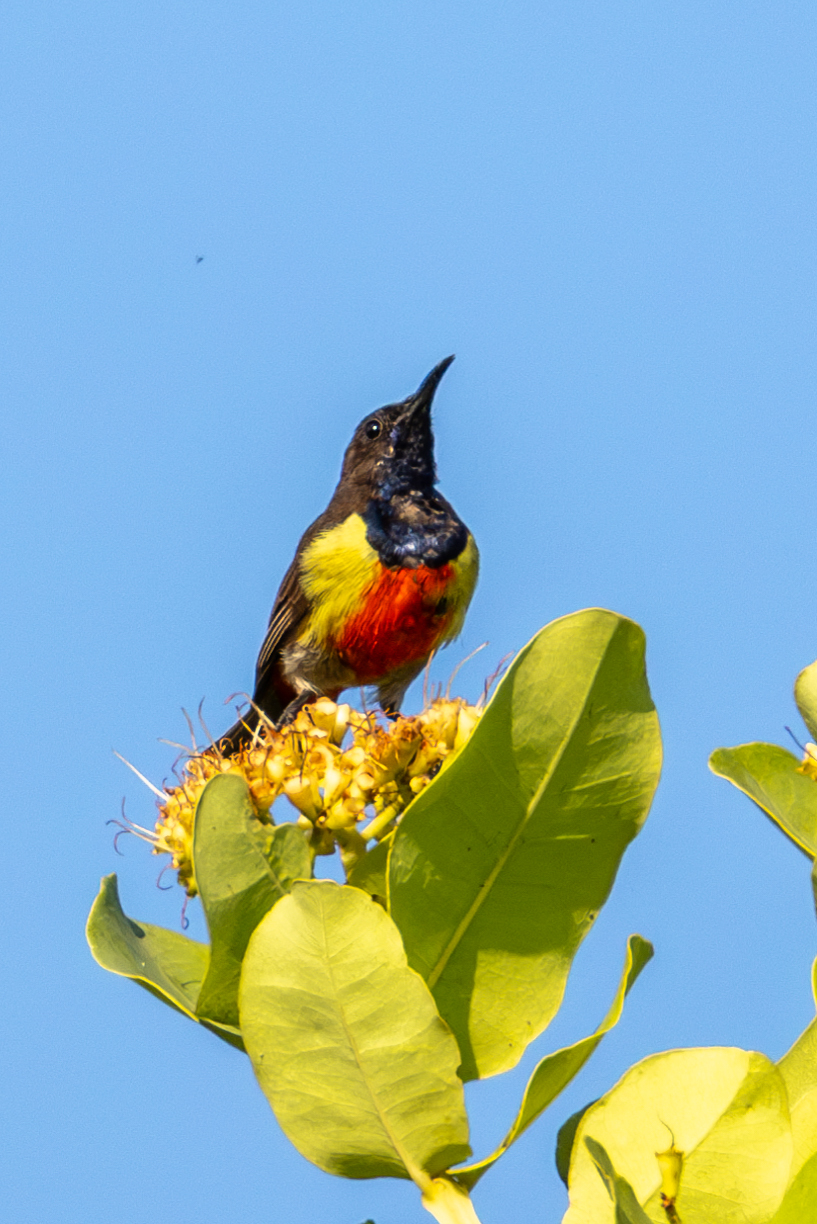 Anchieta's Sunbird (Anthreptes anchietae), photo 3