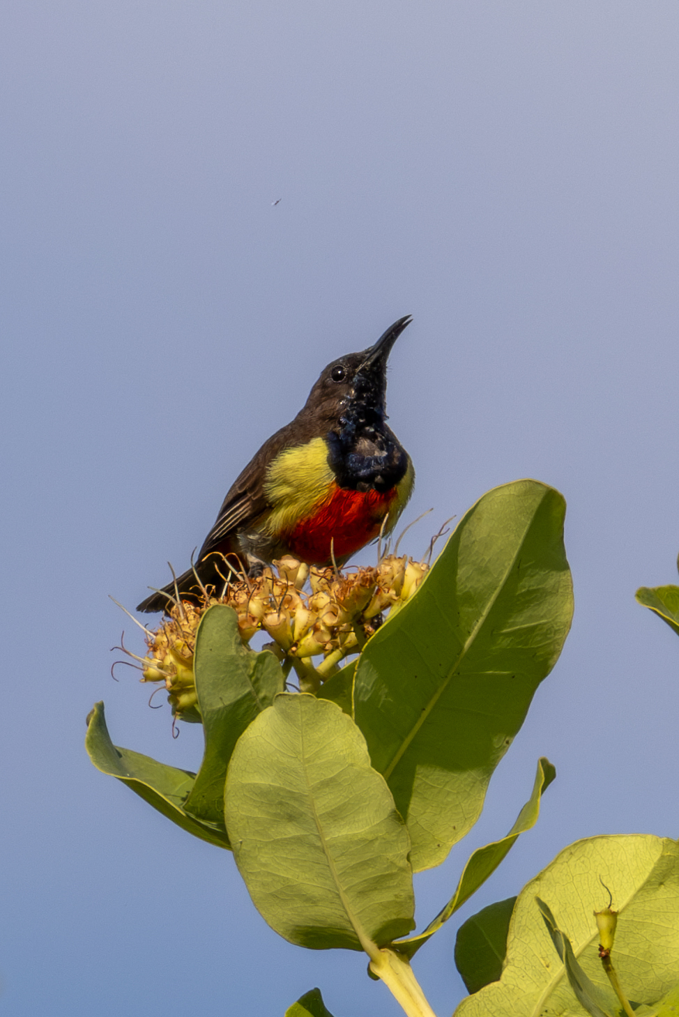 Anchieta's Sunbird (Anthreptes anchietae), photo 4