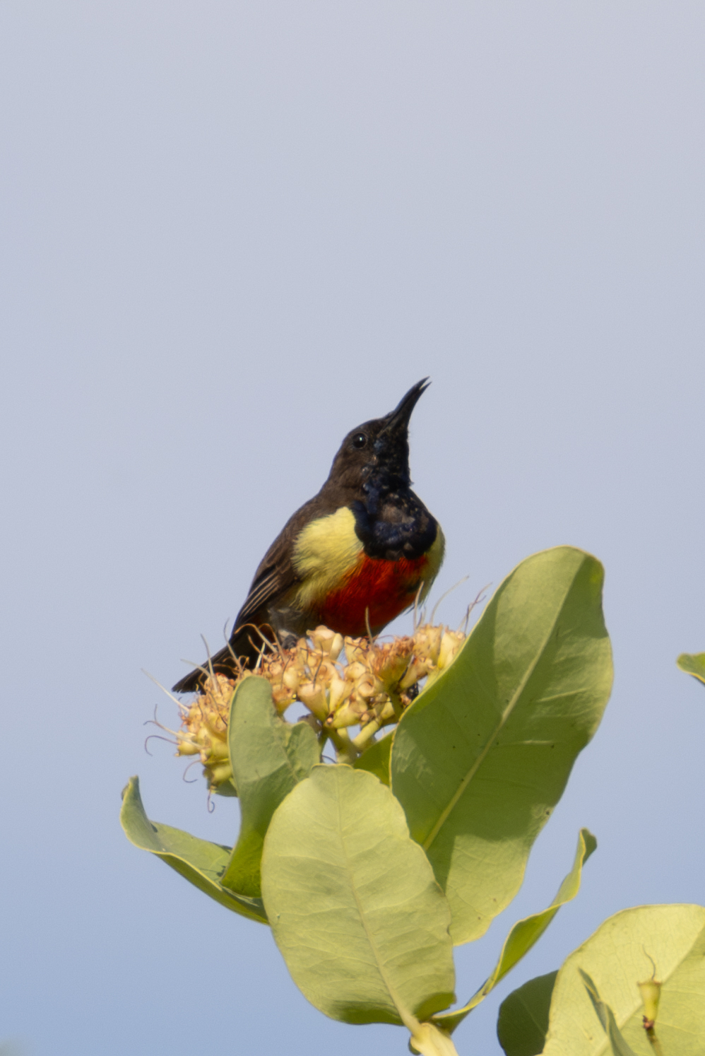 Anchieta's Sunbird (Anthreptes anchietae), photo 5