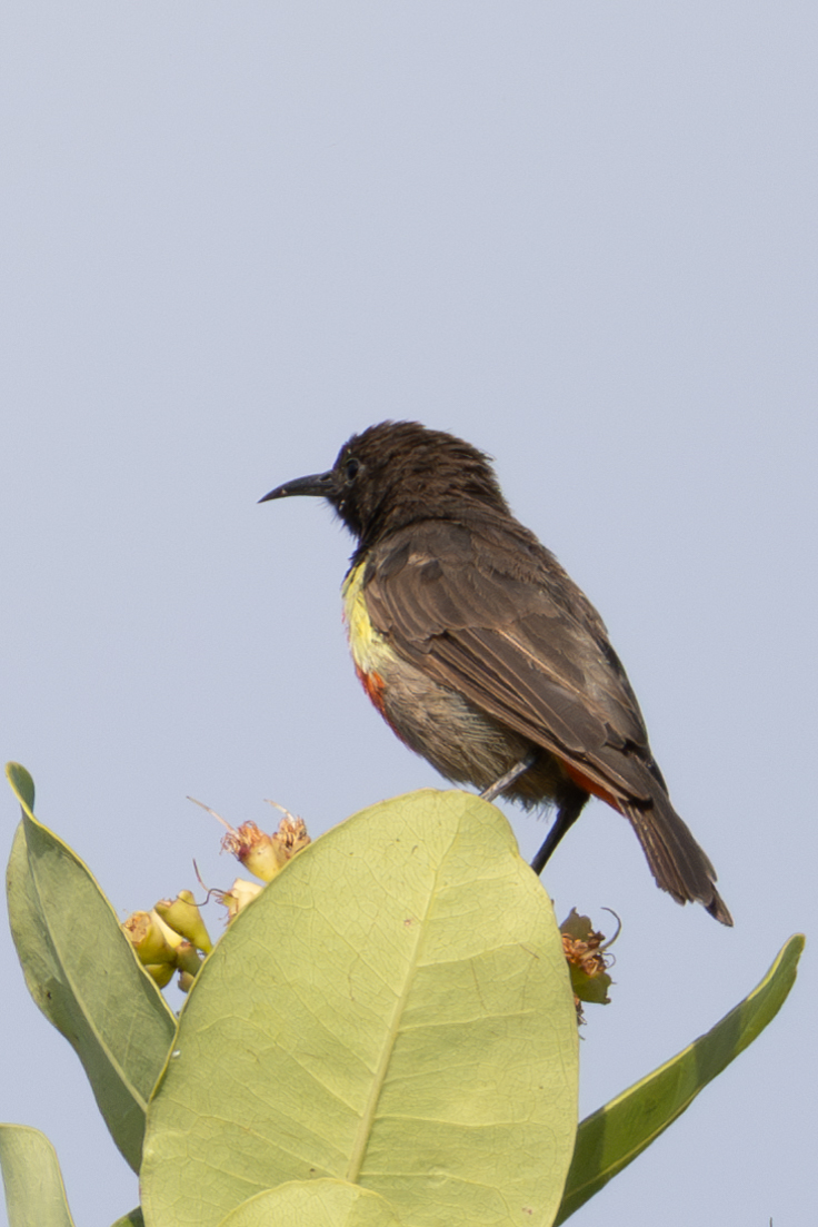 Anchieta's Sunbird (Anthreptes anchietae), photo 6