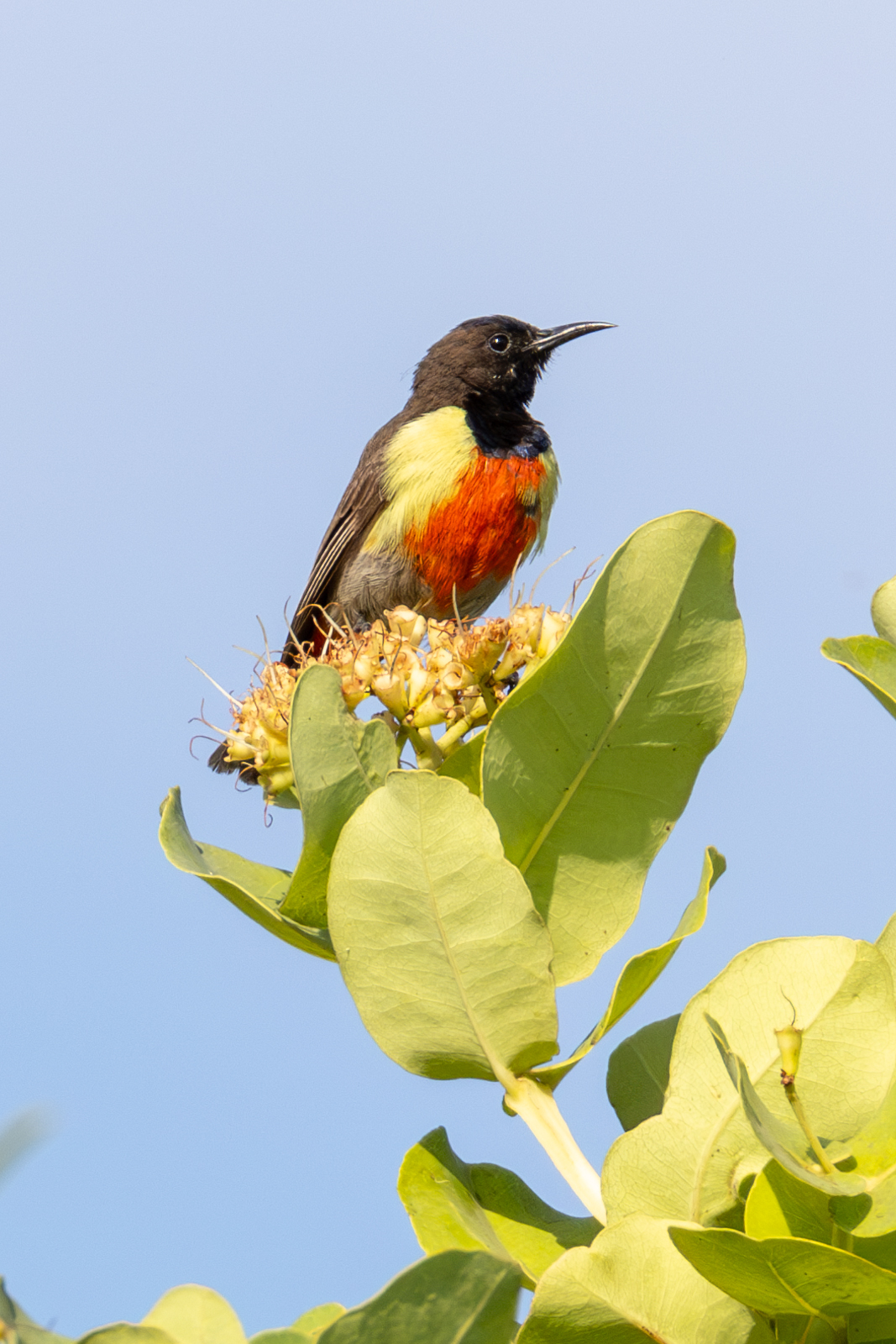 Anchieta's Sunbird (Anthreptes anchietae), photo 7