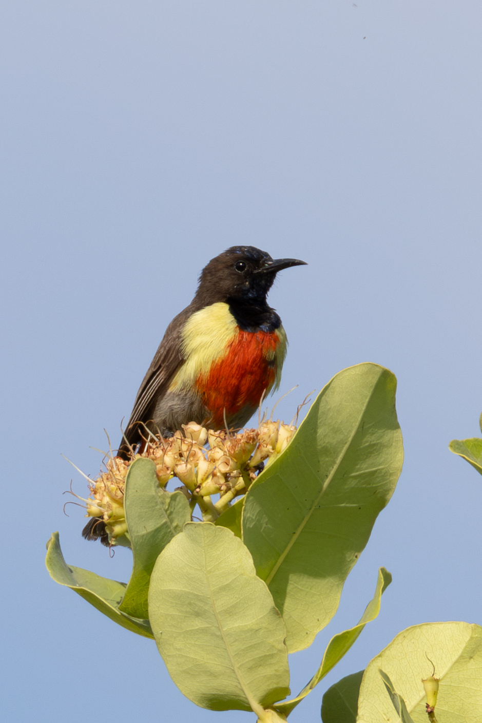 Anchieta's Sunbird (Anthreptes anchietae), photo 8