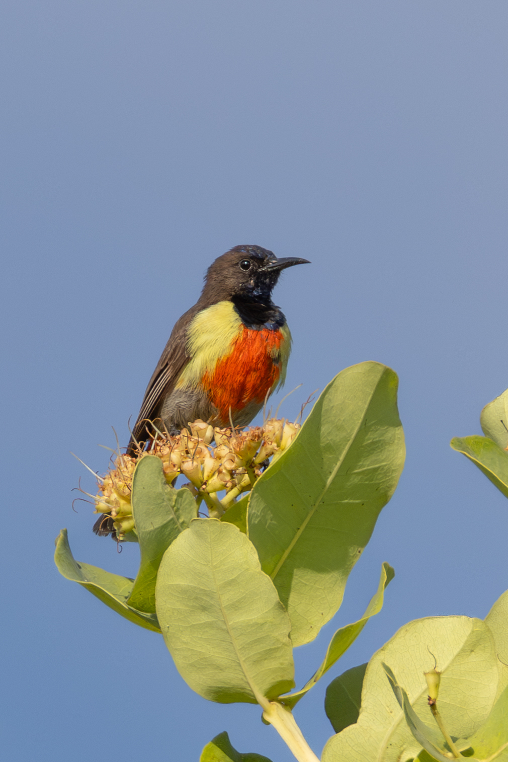 Anchieta's Sunbird (Anthreptes anchietae), photo 9