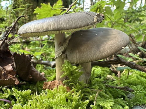 Amanita esculenta