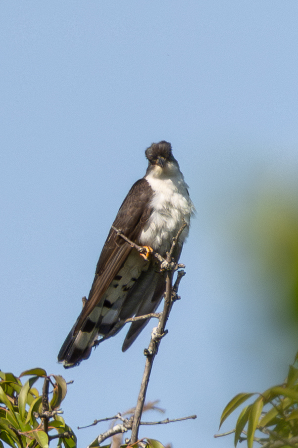 Thick-billed Cuckoo (Pachycoccyx audeberti), photo 4