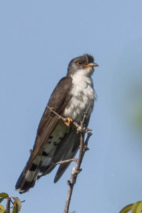 Thick-billed Cuckoo (Pachycoccyx audeberti), photo 5