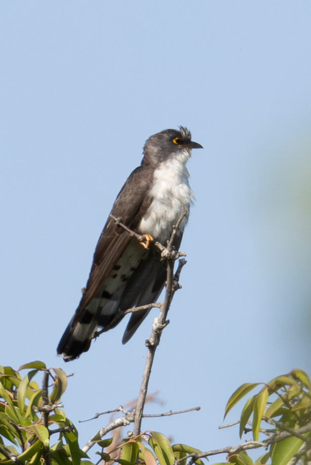 Thick-billed Cuckoo (Pachycoccyx audeberti), photo 6