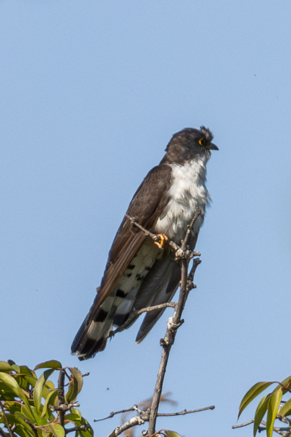 Thick-billed Cuckoo (Pachycoccyx audeberti), photo 7