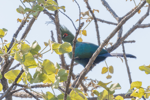 Schalow's Turaco (Tauraco schalowi), photo 3
