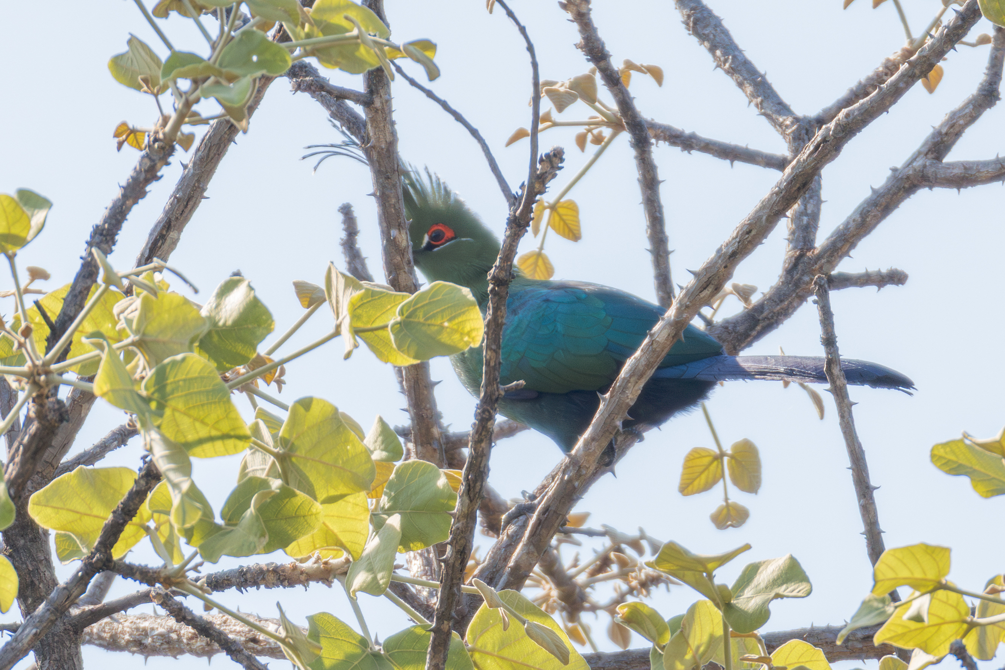 Schalow's Turaco (Tauraco schalowi), photo 5