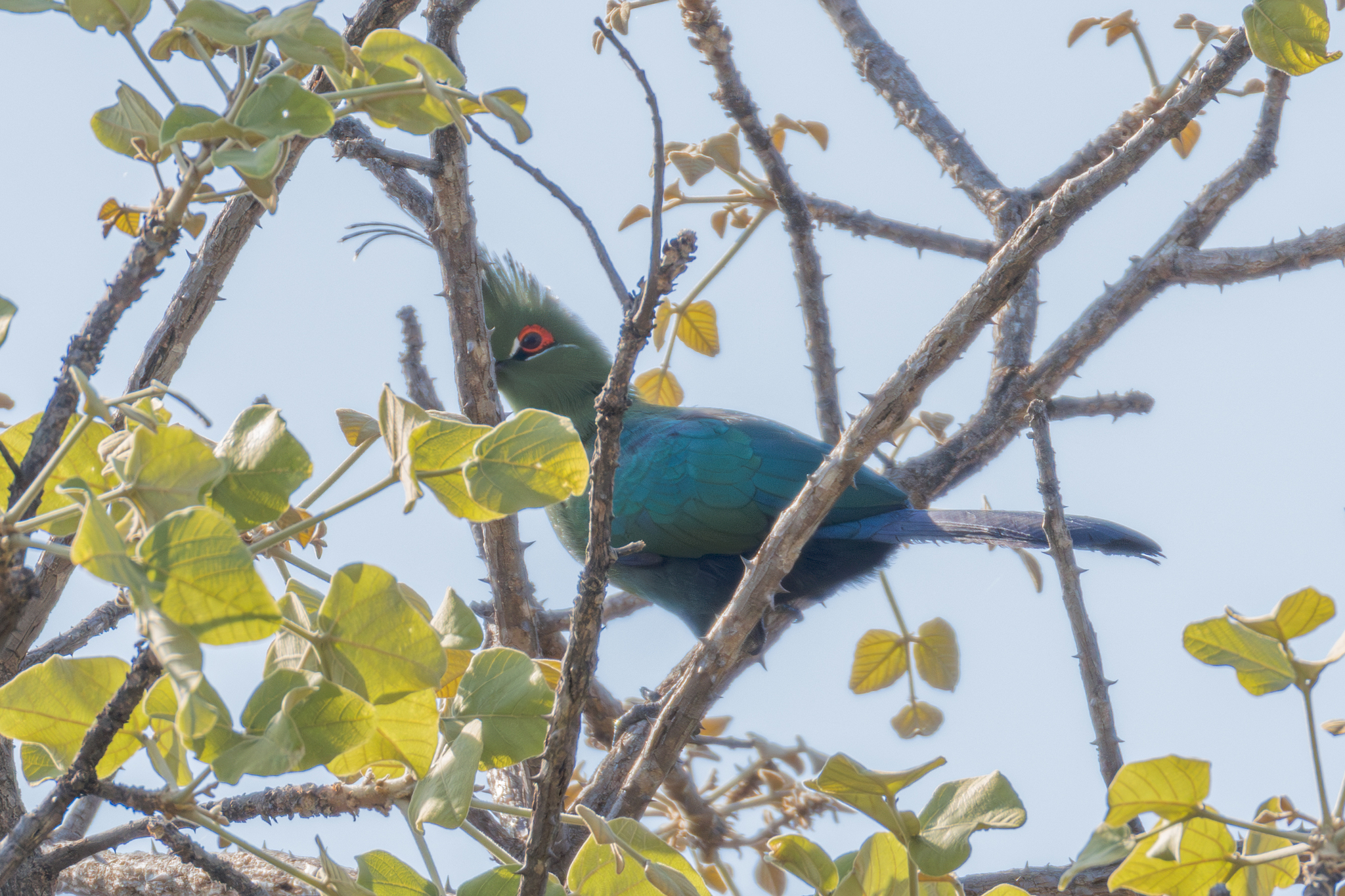 Schalow's Turaco (Tauraco schalowi), photo 4