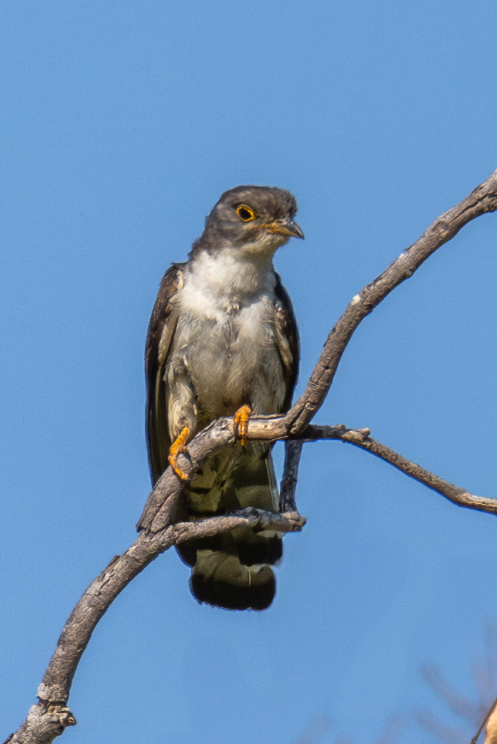 Thick-billed Cuckoo (Pachycoccyx audeberti), photo 1