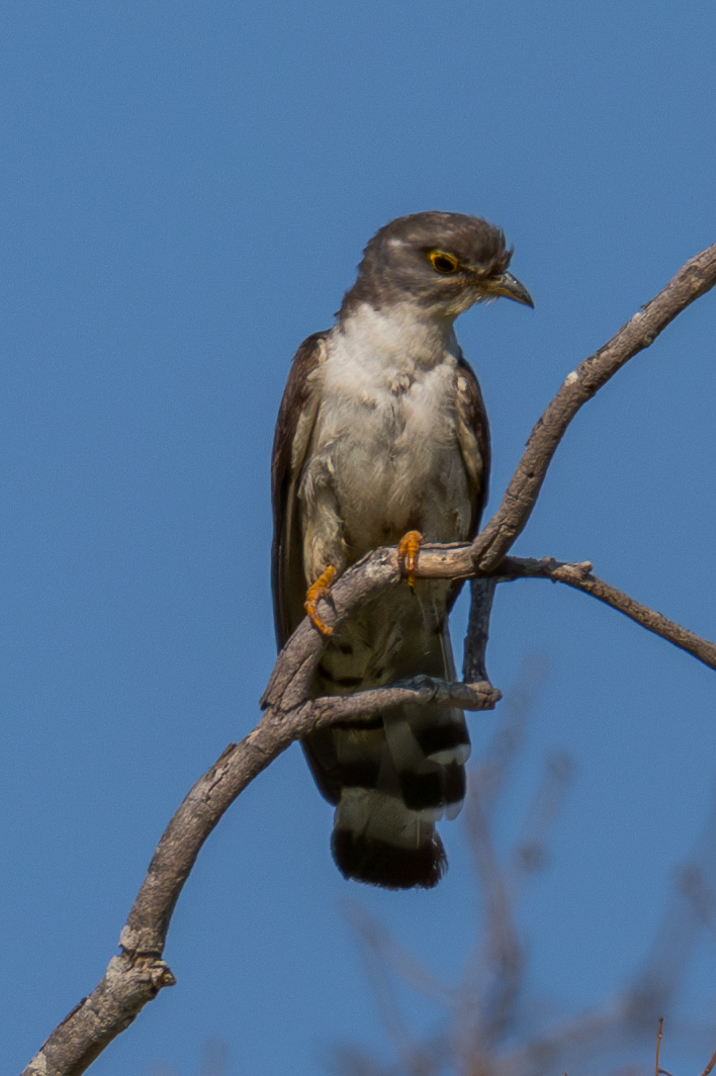 Thick-billed Cuckoo (Pachycoccyx audeberti), photo 2