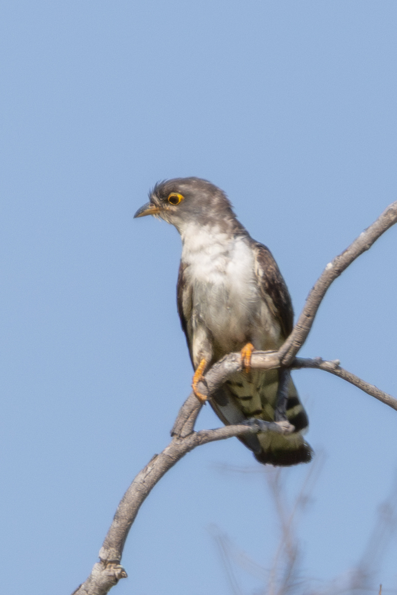 Thick-billed Cuckoo (Pachycoccyx audeberti), photo 3