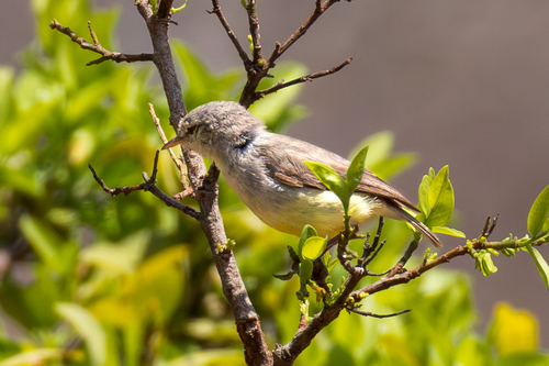 Yellow-bellied Eremomela (Eremomela icteropygialis), photo 3