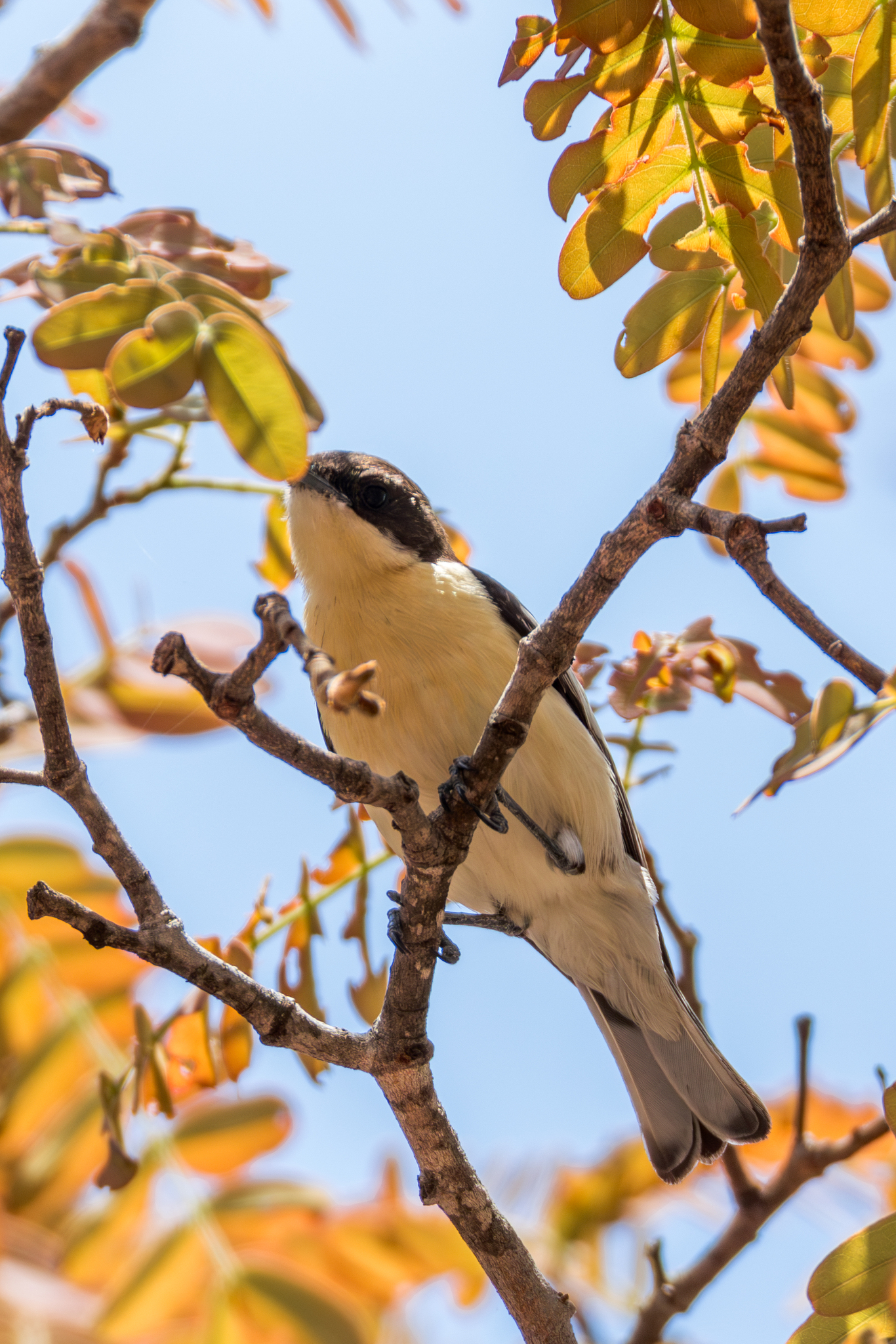 Southern Hyliota (Hyliota australis), photo 2
