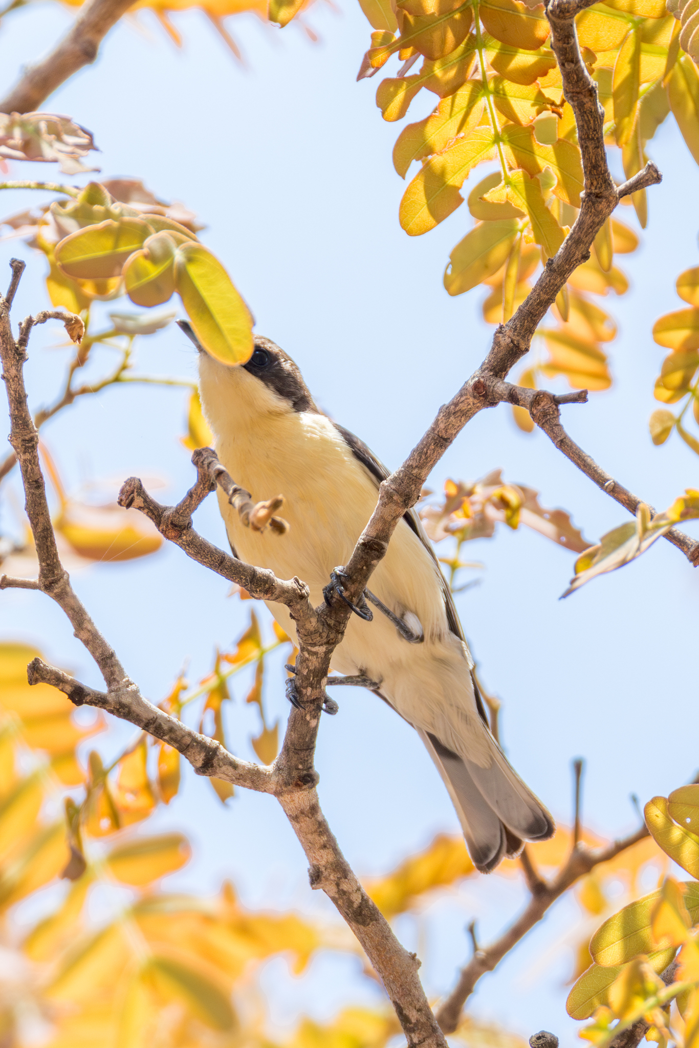 Southern Hyliota (Hyliota australis), photo 1