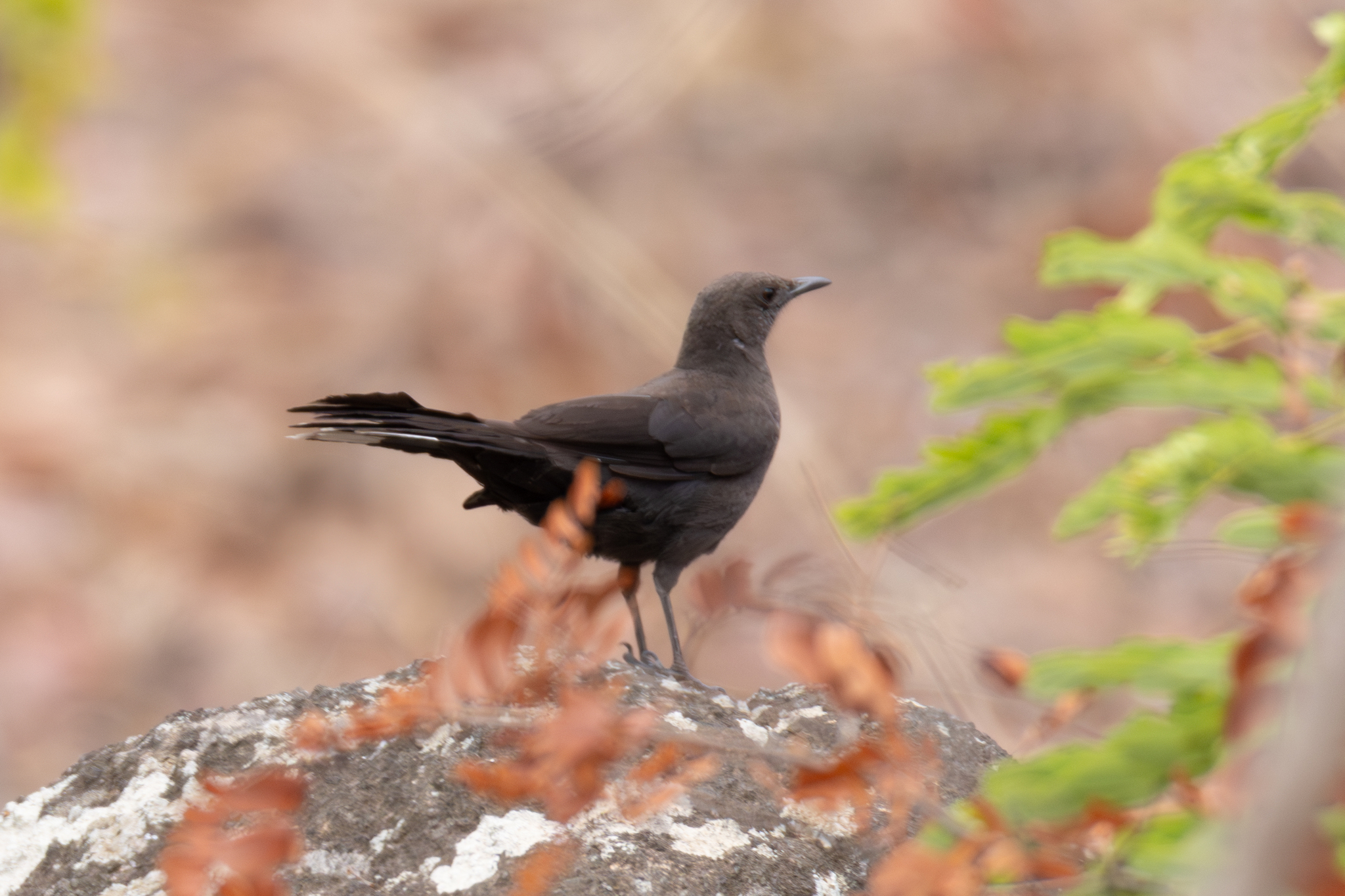Boulder Chat (Pinarornis plumosus), photo 2