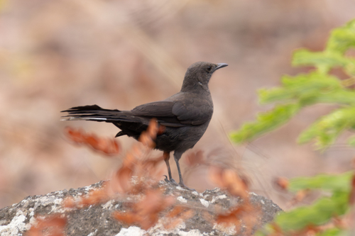 Boulder Chat (Pinarornis plumosus), photo 3