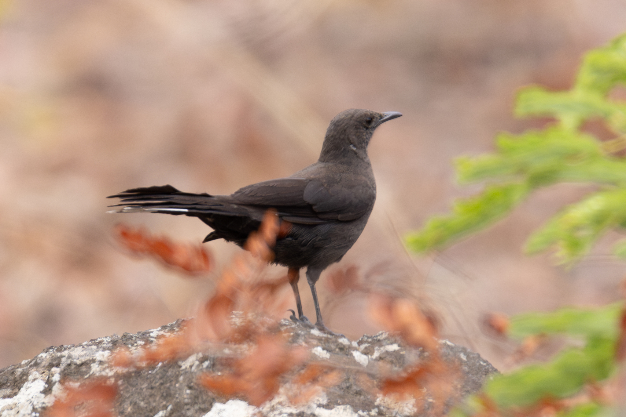 Boulder Chat (Pinarornis plumosus), photo 3