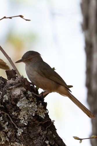Grey-olive Greenbul (Phyllastrephus cerviniventris), photo 4