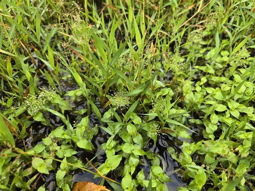 Sphaerocaryum malaccense, photograph 4