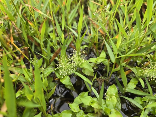 Sphaerocaryum malaccense, photograph 5