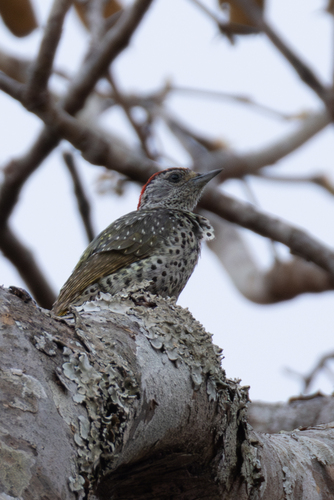 Green-backed Woodpecker (Campethera maculosa)