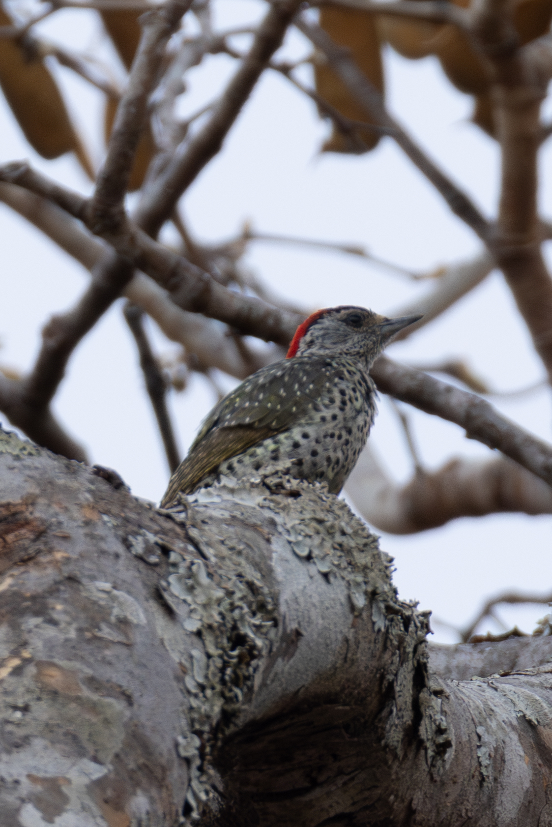Green-backed Woodpecker (Campethera maculosa), photo 2