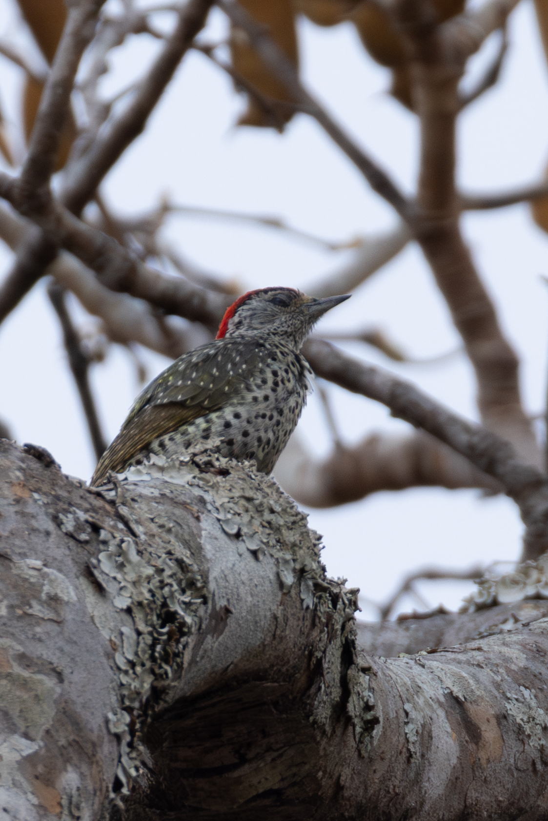Green-backed Woodpecker (Campethera maculosa), photo 6