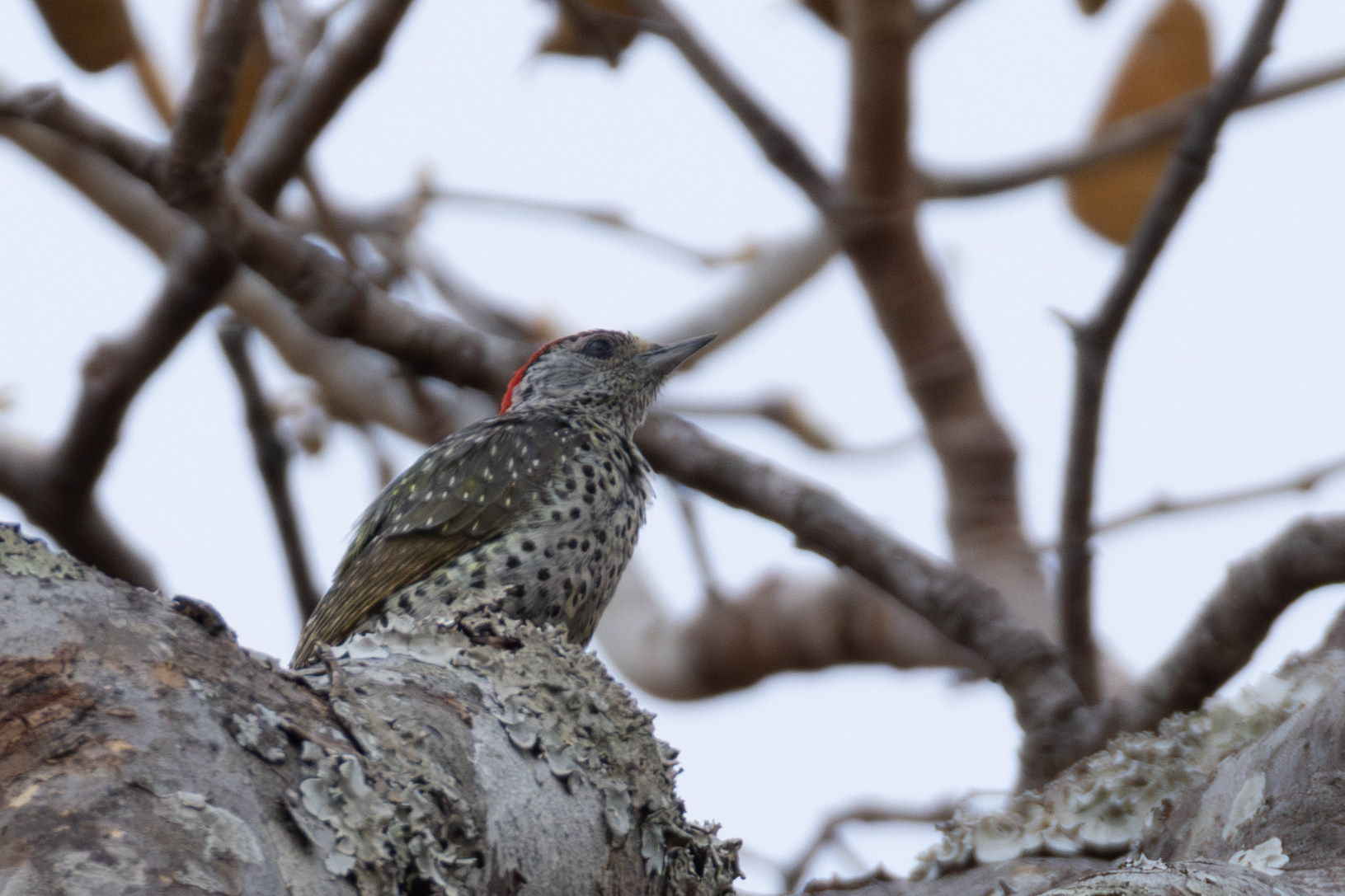 Green-backed Woodpecker (Campethera maculosa), photo 7