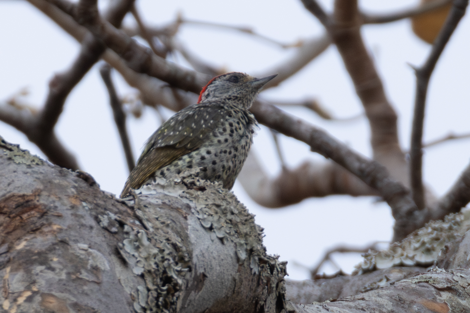 Green-backed Woodpecker (Campethera maculosa), photo 8