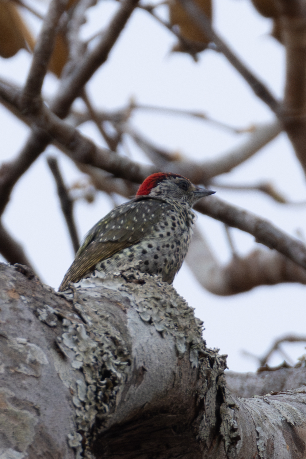 Green-backed Woodpecker (Campethera maculosa), photo 9