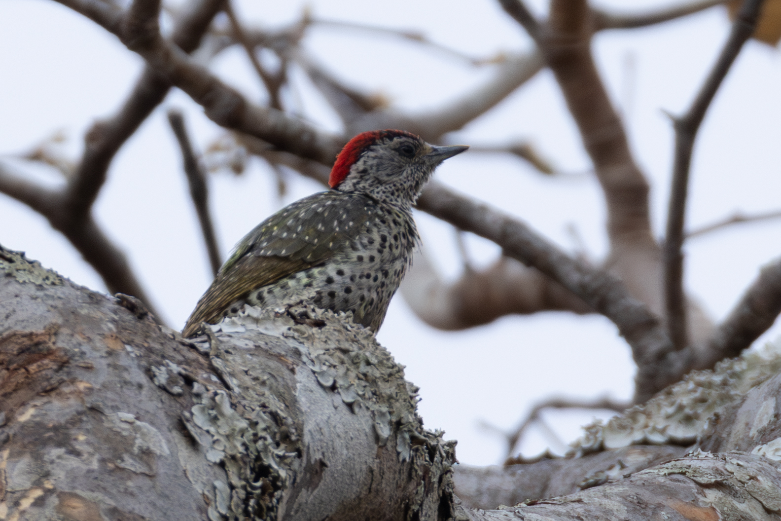 Green-backed Woodpecker (Campethera maculosa), photo 10