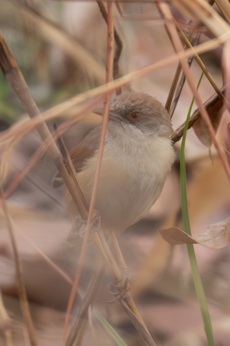 Red-winged Prinia (Prinia erythroptera), photo 9