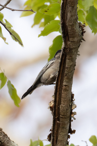 Miombo Tit (Melaniparus griseiventris), photo 6
