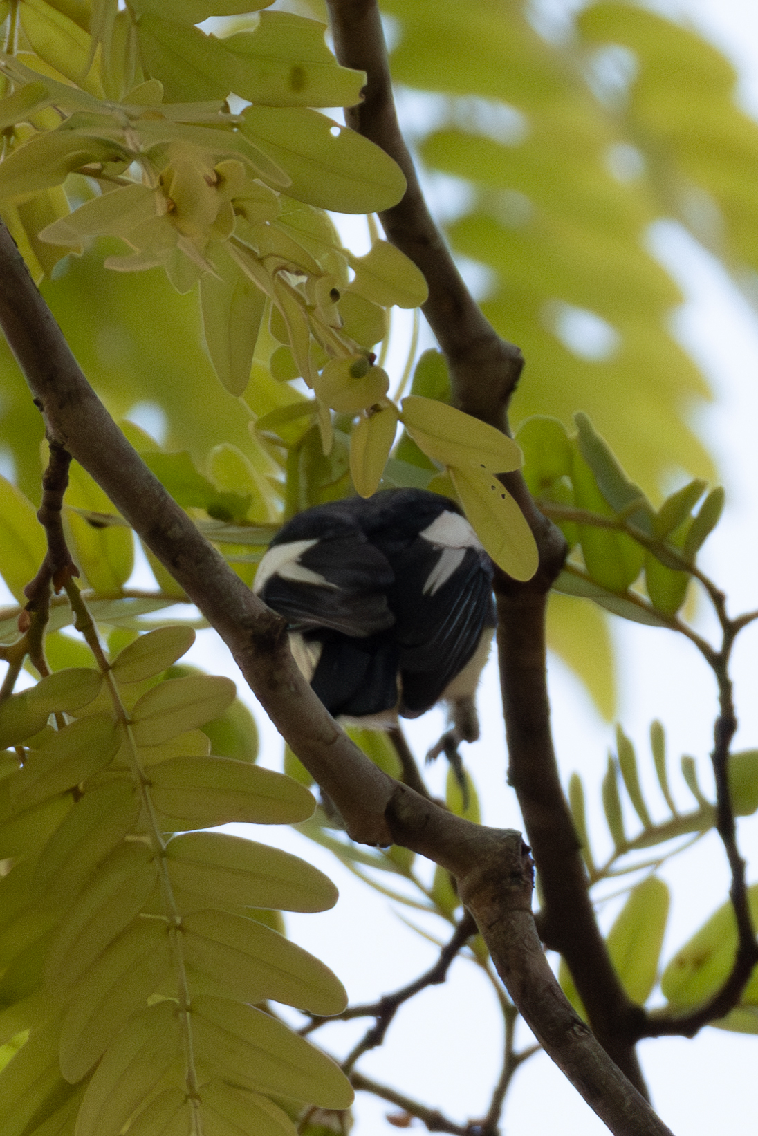 Yellow-bellied Hyliota (Hyliota flavigaster), photo 6